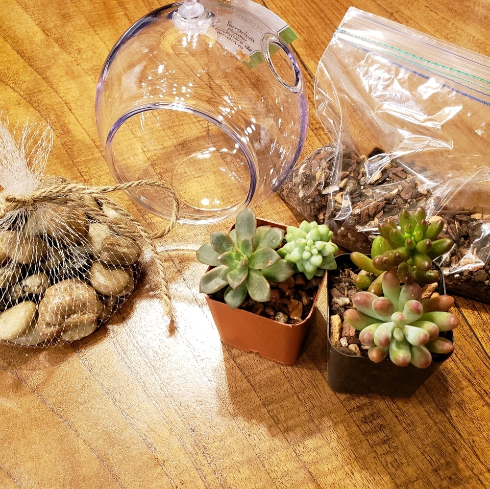 Succulent Hanging Terrarium DIY Kit